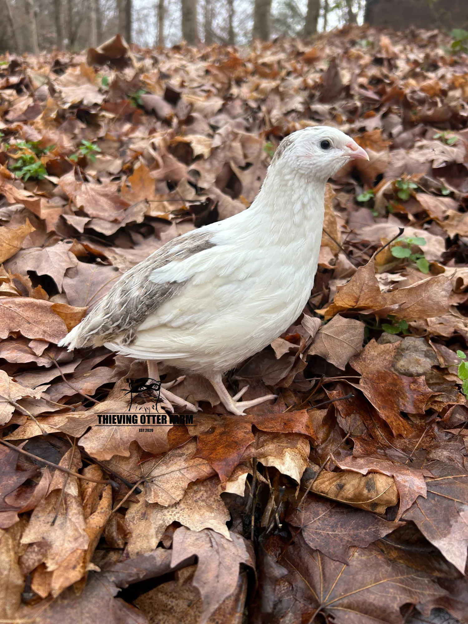 SUPER RARE - SPLASH COTURNIX QUAIL — Thieving Otter Farm